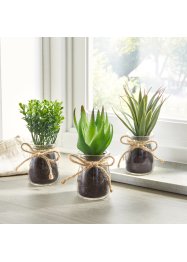 Kunstplante, sukkulenter I glass, 3-delt sett, bpc living bonprix collection