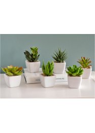 Kunstige planter, sukkulenter (5 deler), bpc living bonprix collection