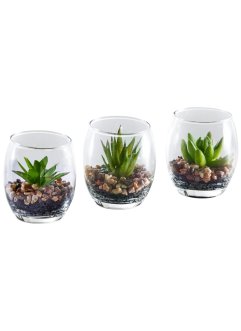 Kunstig sukkulentplante I glass (3-delt sett), bpc living bonprix collection