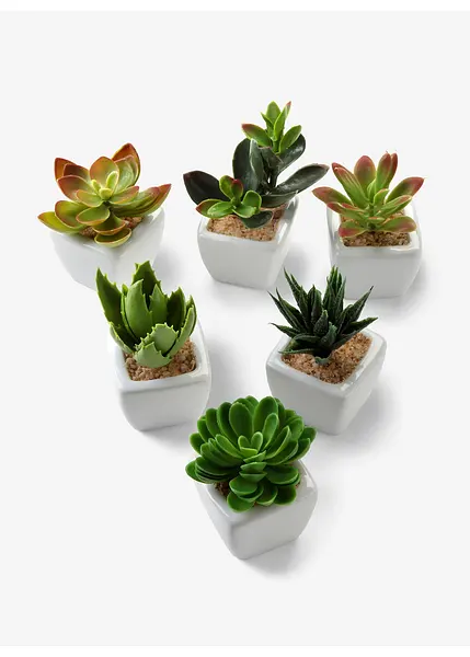 Dekkende Planter