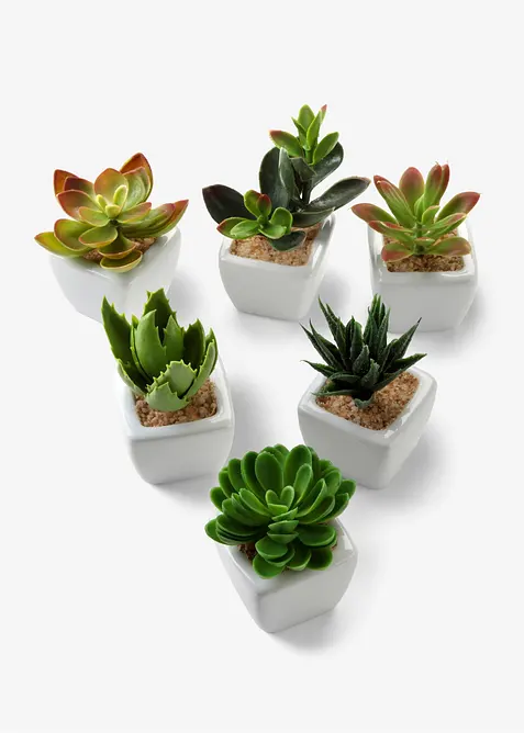 Kunstige planter, sukkulenter (5 deler), bonprix