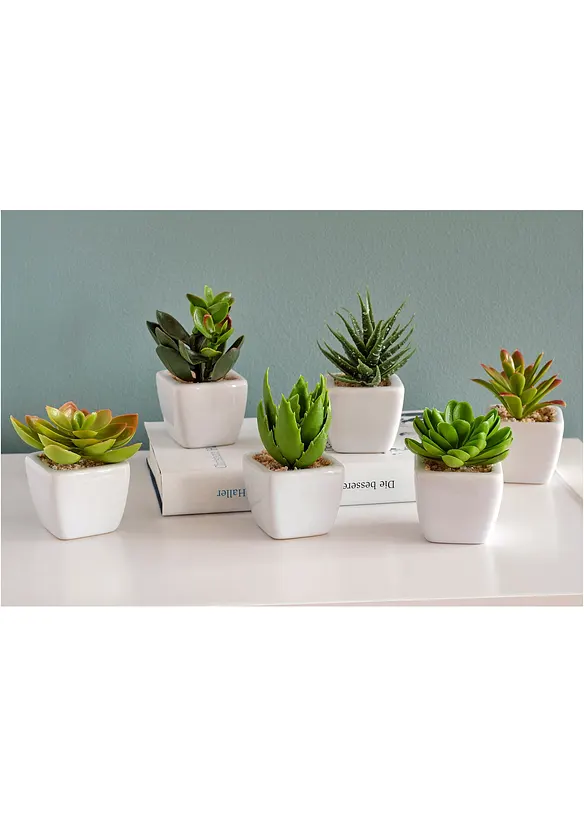 Kunstige planter, sukkulenter (5 deler), bonprix