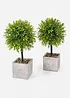 Kunstig plante i potte (2-pack), bonprix