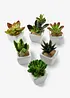 Kunstige planter, sukkulenter (5 deler), bonprix
