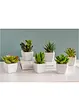 Kunstige planter, sukkulenter (5 deler), bonprix